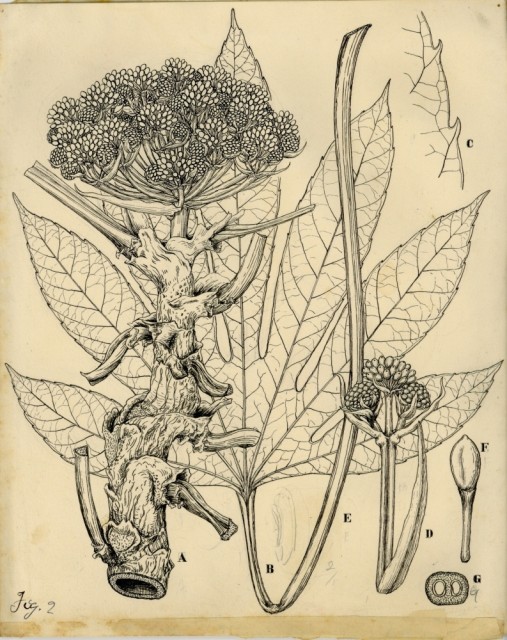 植物描画