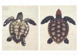 (23)「海亀図」